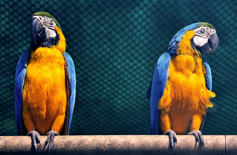 two blue and yellow parrots sitting on a branch, an album cover, by Adam Marczyński, trending on pixabay, renaissance, orange and teal, cinematic realistic photo, cages, with a blue background