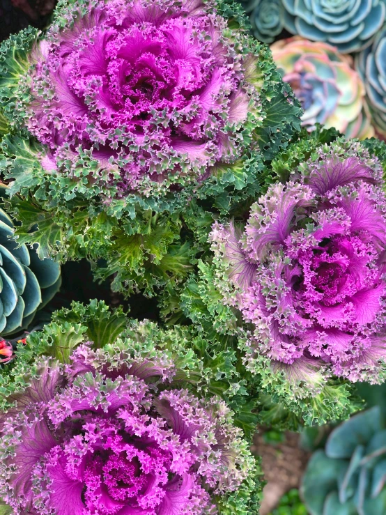 a close up of a plant with purple flowers, lettuce, 3 - piece, festive colors, floral explosion