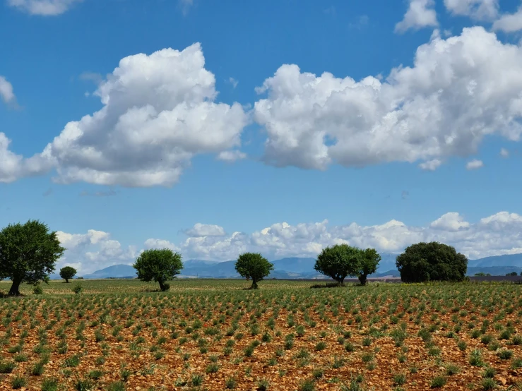 a field that has some trees in it, inspired by Eva Gonzalès, pexels contest winner, clouds in background, zurbaran, mediterranean, in a row