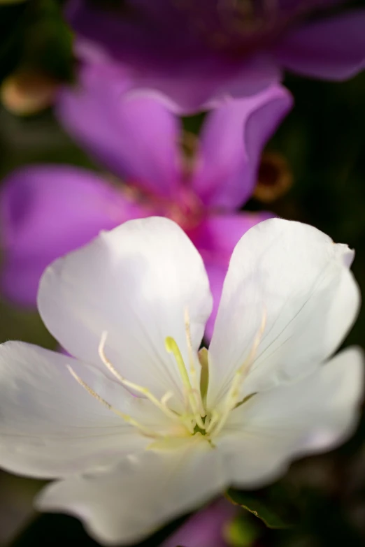 a close up of a white and purple flower, white and pink, paul barson, front and center, uncropped