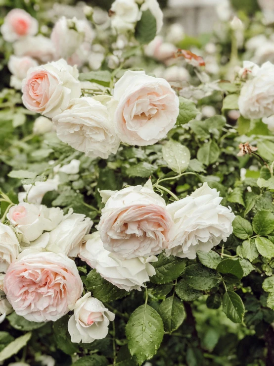 a bush of white and pink roses in a garden, inspired by Annie Rose Laing, light blush, zoomed out, lightweight, to