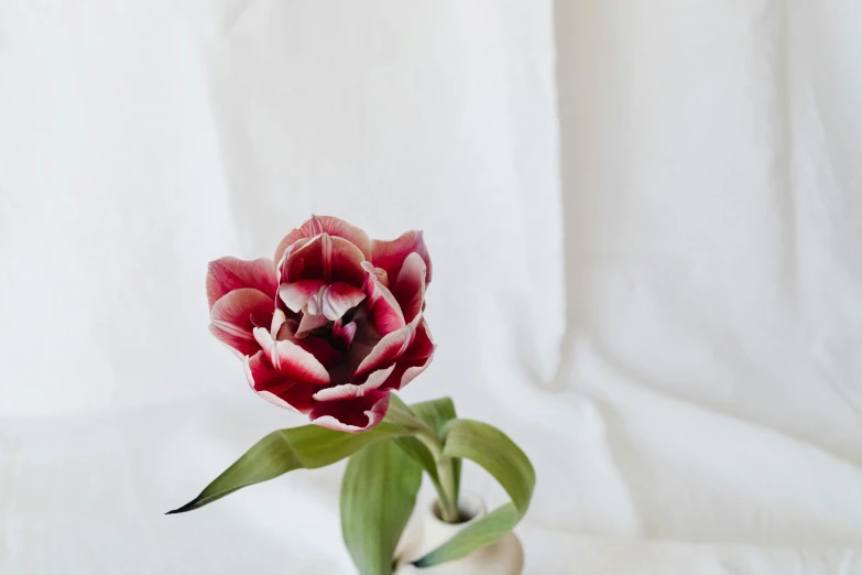 a close up of a flower in a vase on a table, a still life, unsplash, tulip, maroon and white, on a pale background, porcelain organic tissue