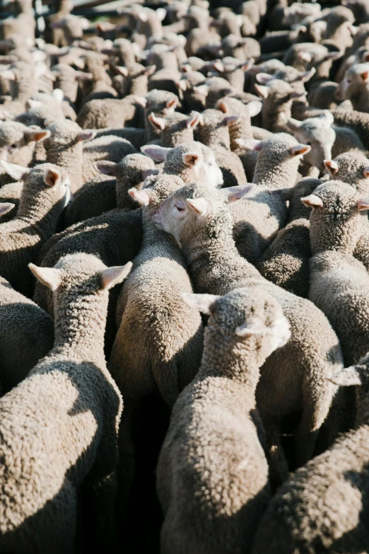 a herd of sheep standing next to each other, by Daniel Seghers, trending on unsplash, pile of bodies, instagram post, concerned, ignant