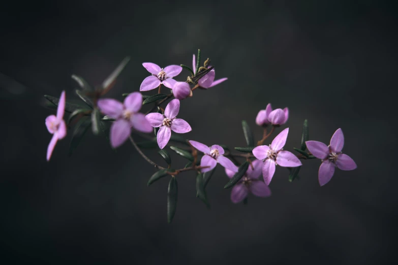 a bunch of purple flowers that are on a branch, by Anato Finnstark, trending on pexels, australian tonalism, manuka, taken with sony alpha 9, beauttiful stars, shot with hasselblad