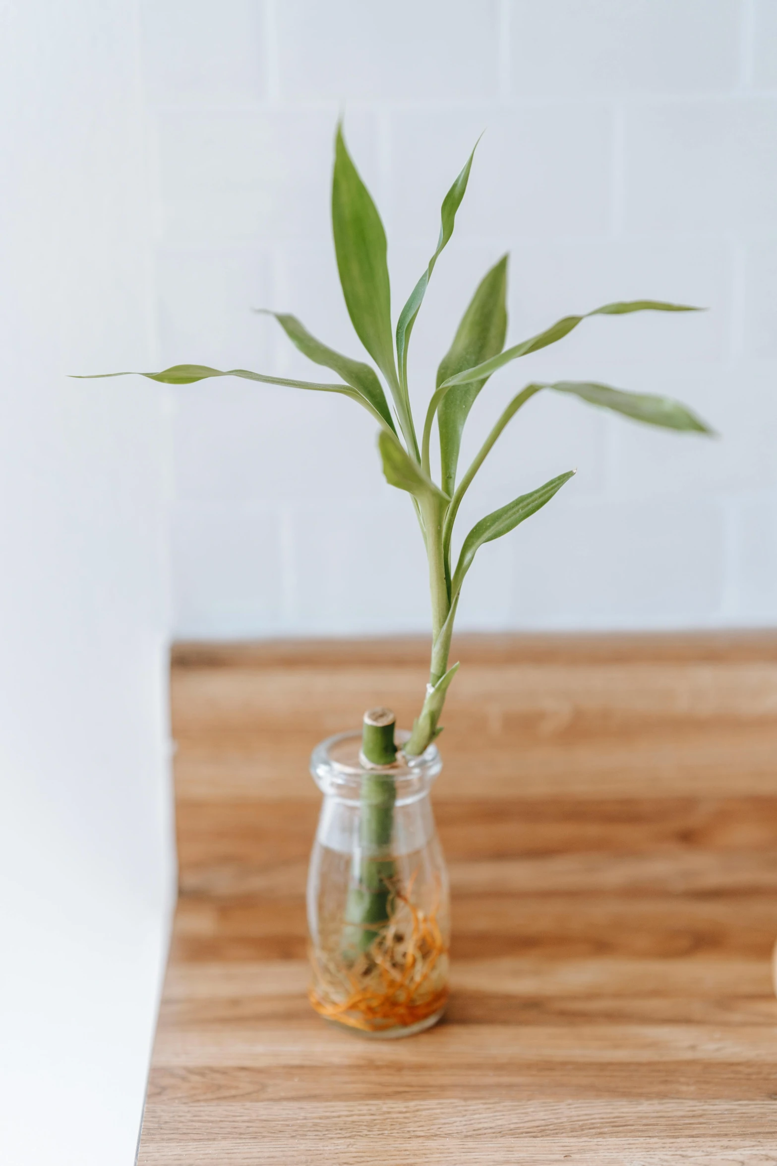 a close up of a vase with a plant in it, inspired by Li Di, unsplash, corn floating in ocean, long shot wide shot full shot, made of bamboo, tail raised