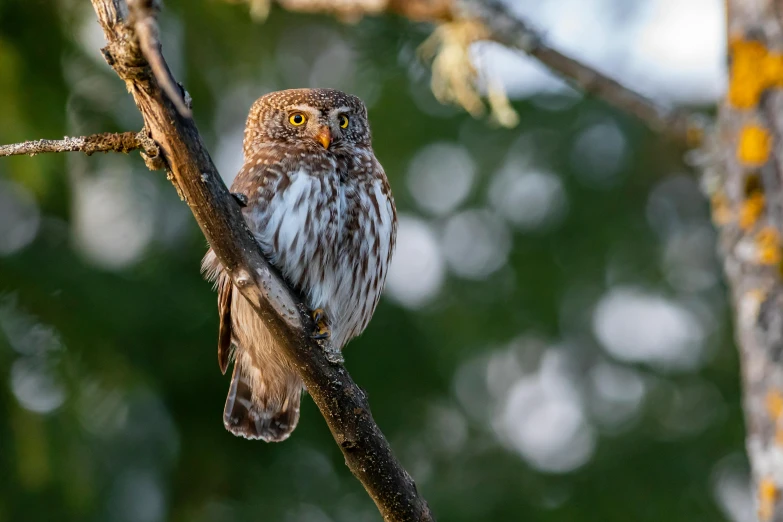 a small owl sitting on top of a tree branch, a portrait, unsplash contest winner, first light, fan favorite, hunting, alabama