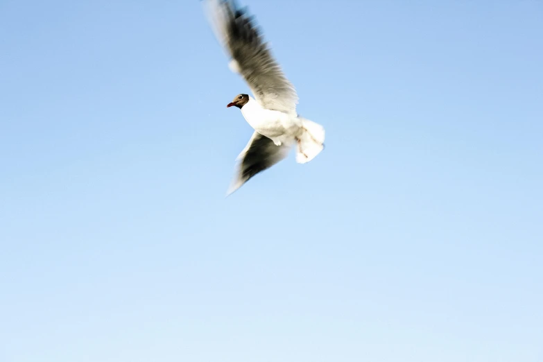 a bird that is flying in the sky, by Jan Rustem, unsplash, figuration libre, portrait of an absurdly graceful, having a snack, a bald, white