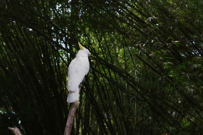 a white bird sitting on top of a tree branch, in a bamboo forest, sydney park, 🦩🪐🐞👩🏻🦳, documentary photo