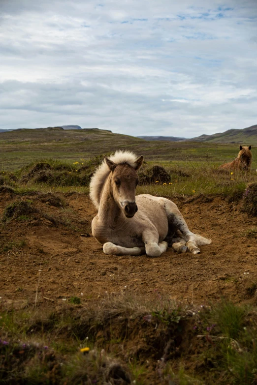 a horse that is laying down in the dirt, by Sven Erixson, iceland hills in the background, fluffy mane, high-quality photo, 2019 trending photo