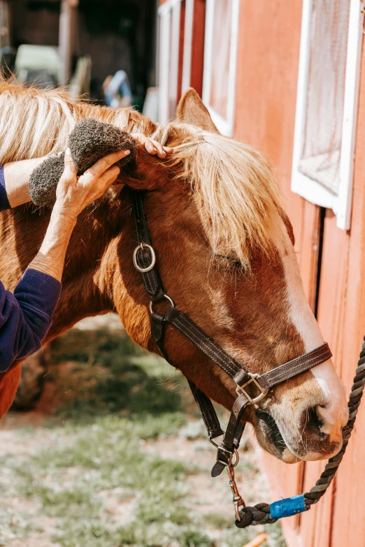 a woman standing next to a brown and white horse, trending on pexels, her hair is tied above her head, corduroy, detailing, local conspirologist