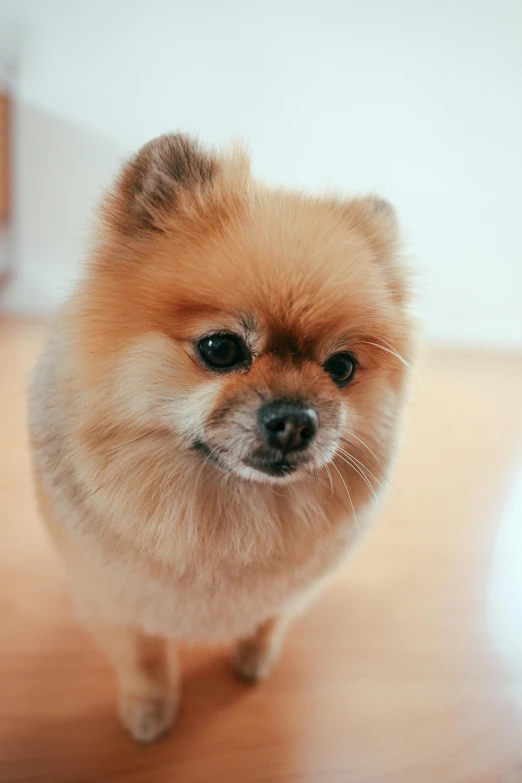 a small brown dog standing on top of a wooden floor, a stipple, trending on pexels, fluffy face, highly polished, where a large, soft