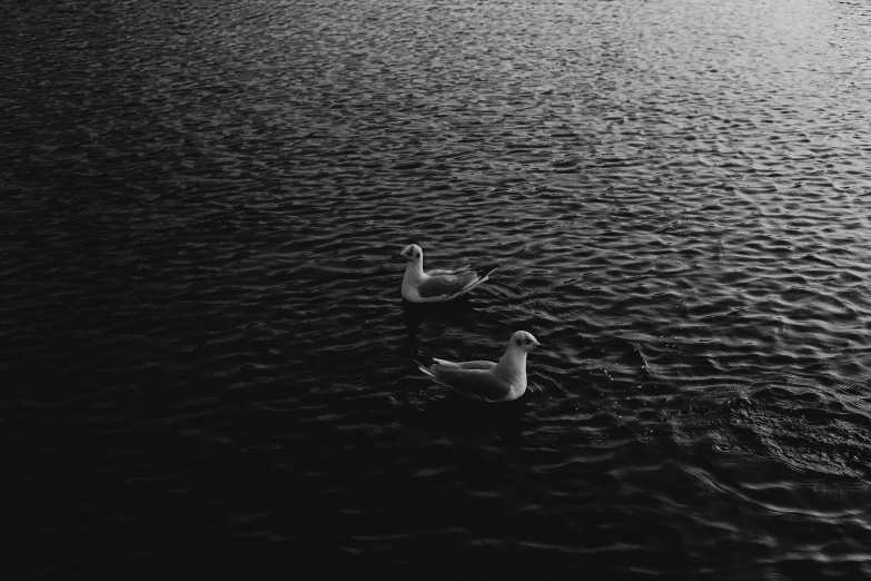 a couple of ducks floating on top of a lake, a black and white photo, by Niko Henrichon, pexels contest winner, hd footage, seagull, dark water, vsco film grain