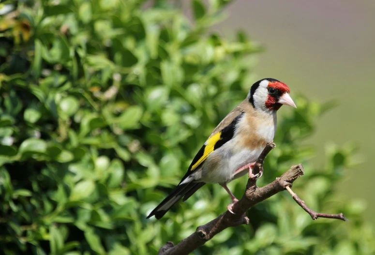 a small bird sitting on top of a tree branch, inspired by Melchior d'Hondecoeter, trending on pexels, baroque, black and yellow and red scheme, white male, scottish, male and female