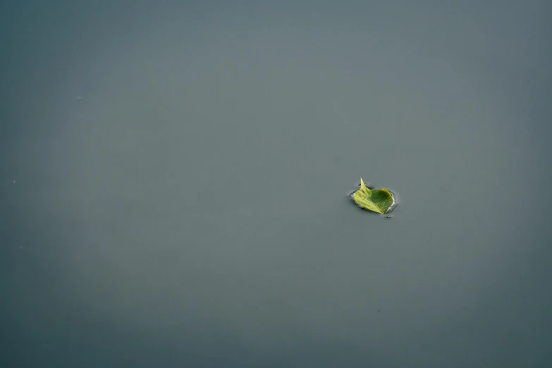 a leaf floating on top of a body of water, on a gray background, all alone, green and blue, little remaining