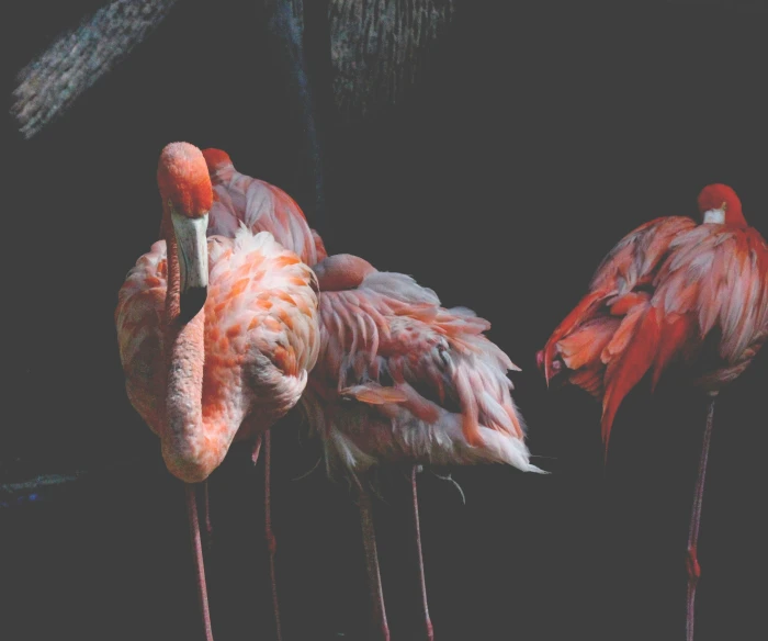 a group of flamingos standing next to each other, pexels contest winner, renaissance, with a black dark background, 🦩🪐🐞👩🏻🦳, faded red colors, trending on vsco