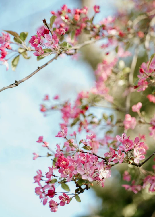 a bird sitting on top of a tree branch, trending on unsplash, pink flowers, with fruit trees, paul barson, slide show