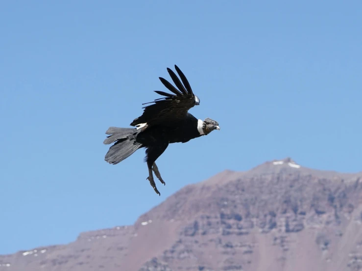 a bird flying in the air with a mountain in the background, posing, black, slide show, carrion