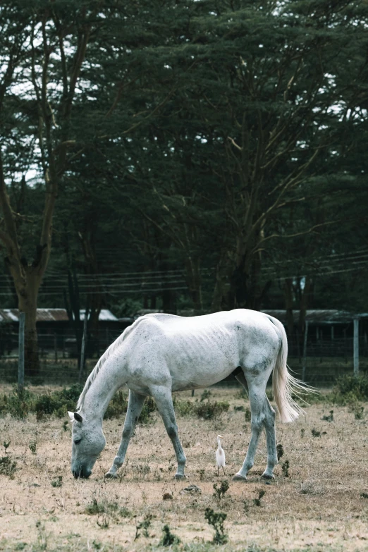 a white horse standing on top of a grass covered field, unsplash, hurufiyya, real picture taken in zoo, very kenyan, gif, eating