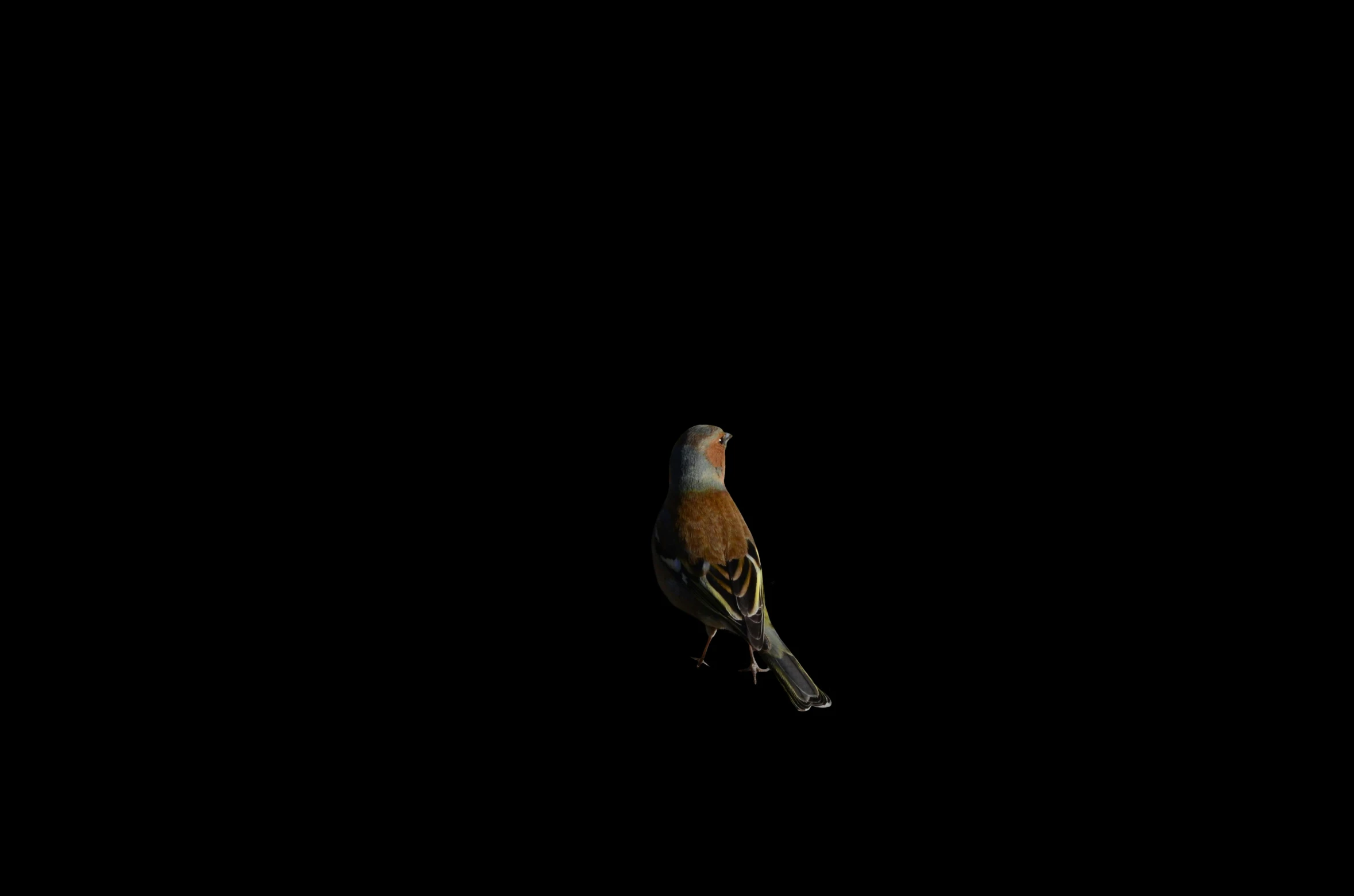 a bird that is standing in the dark, a photo, by Jan Rustem, camera flash on, richard pearce, f11:10, slightly pixelated