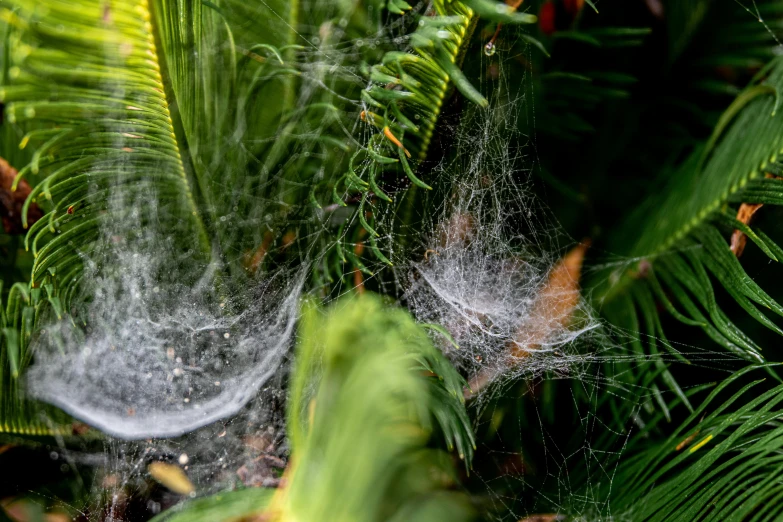 a close up of a spider web in a tree, a portrait, pexels, net art, tree ferns, feathers raining, subtropical flowers and plants, dust particles