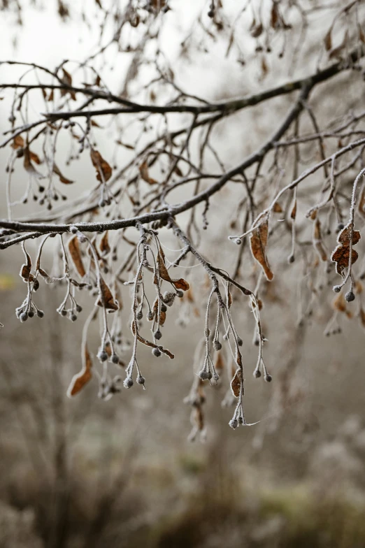 a bunch of leaves that are hanging from a tree, inspired by Arthur Burdett Frost, trending on pexels, grey mist, oak trees and dry grass, silver，ivory, brown