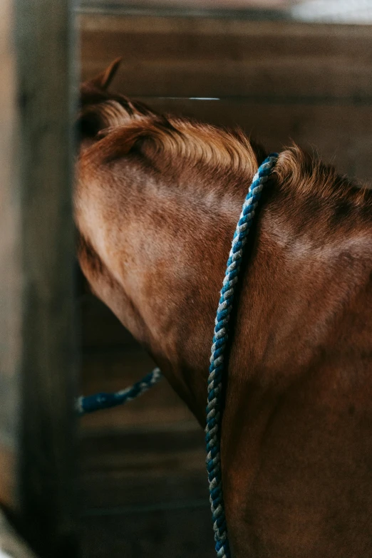 a brown horse standing next to a wooden fence, by Jan Tengnagel, trending on unsplash, renaissance, double long braids blue, neck chains, close-up shot taken from behind, inside a barn