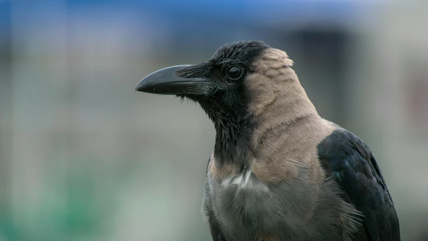 a close up of a bird with a blurry background, inspired by Gonzalo Endara Crow, pexels contest winner, renaissance, pot-bellied, magpie, portrait of a small, mongolia