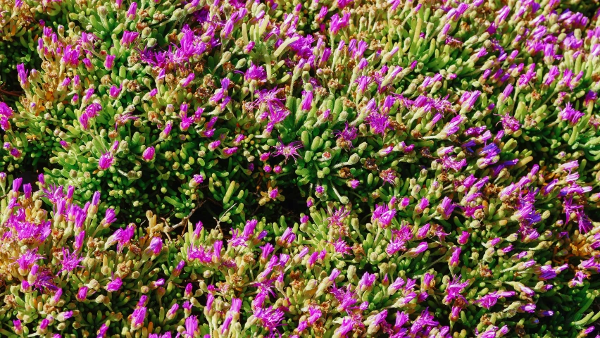 a field of purple flowers on a sunny day, a digital rendering, by Gwen Barnard, pexels, sea plants, pink and green, megascans texture, closeup - view