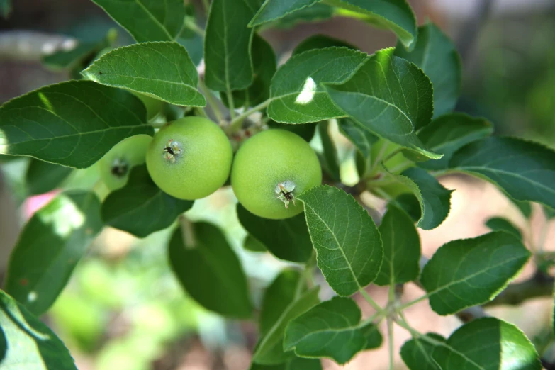 a close up of some green apples on a tree, by Bertram Brooker, sage, recipe, thumbnail, green foliage