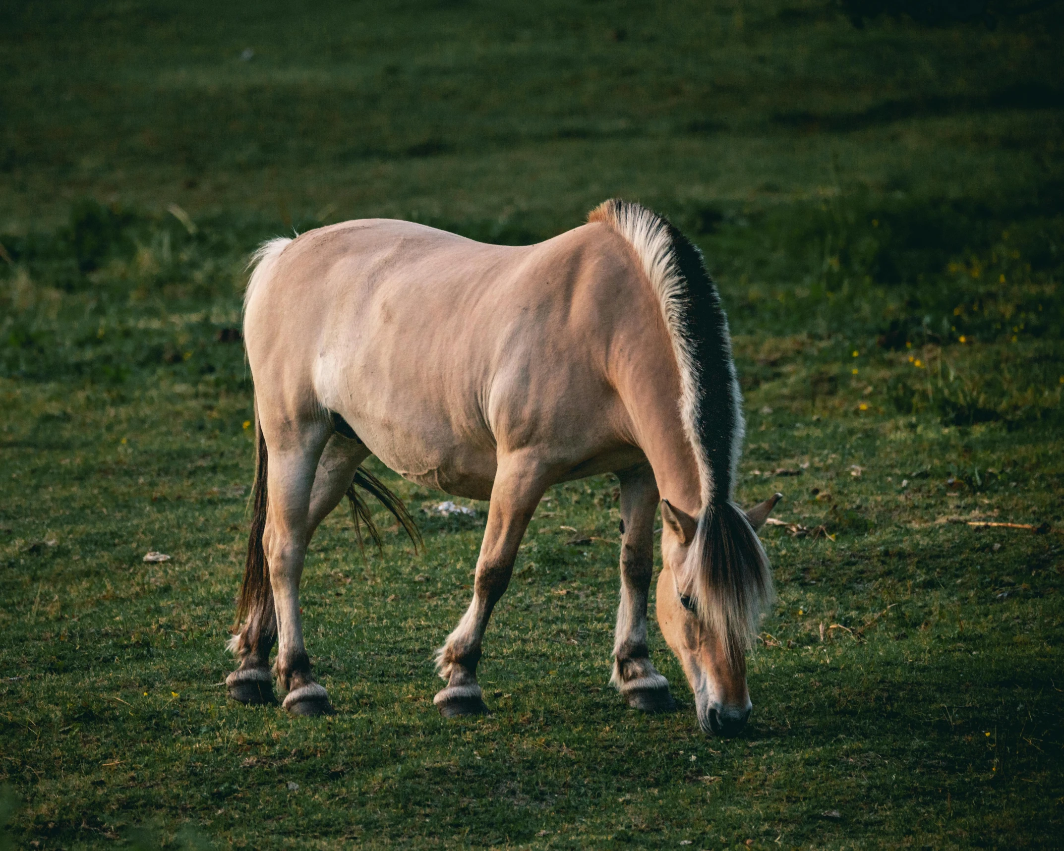 a brown horse standing on top of a lush green field, by Elsa Bleda, pexels contest winner, extremely pale blond hair, two legged with clawed feet, ready to eat, poorly lit