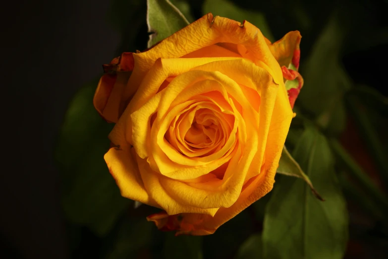 a close up of a yellow rose with green leaves, pexels, single light, dynamic closeup, orange, celebration
