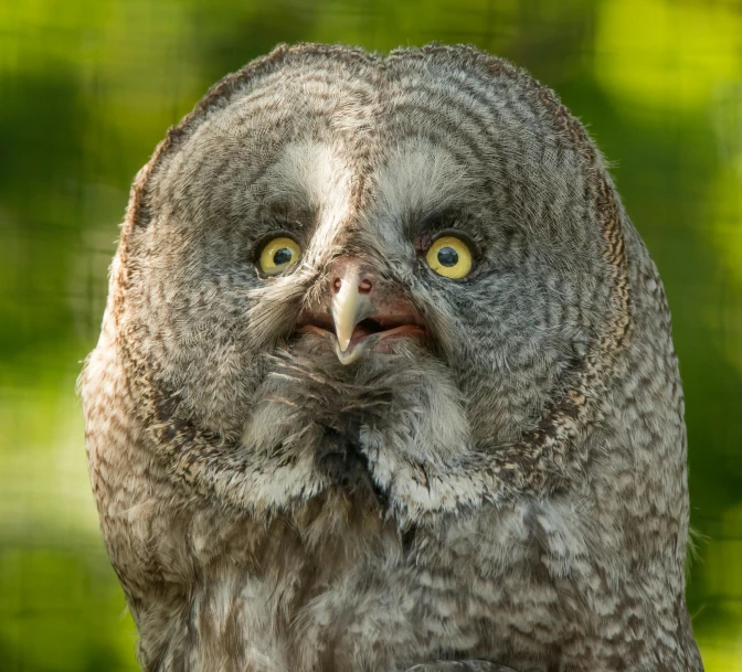 a close up of an owl's face with trees in the background, by Jan Tengnagel, pexels contest winner, hurufiyya, grey, shrugging, 5 years old, one big beak
