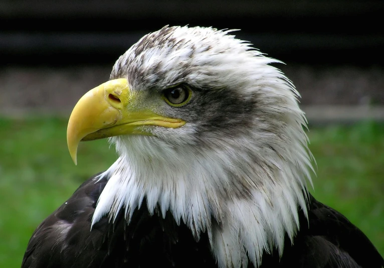 a bald eagle standing on top of a lush green field, pexels contest winner, hurufiyya, finely detailed facial features, taken in zoo, eagle feather, 🦩🪐🐞👩🏻🦳