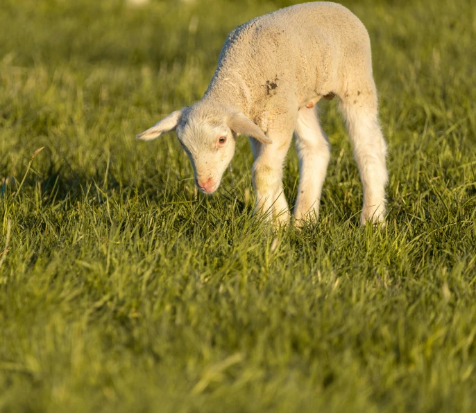 a lamb standing on top of a lush green field, warm glow coming the ground, eating, 2019 trending photo, getty images