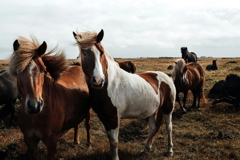 a herd of horses standing on top of a grass covered field, profile image, 🦩🪐🐞👩🏻🦳, unsplash photography, poofy manes of fur