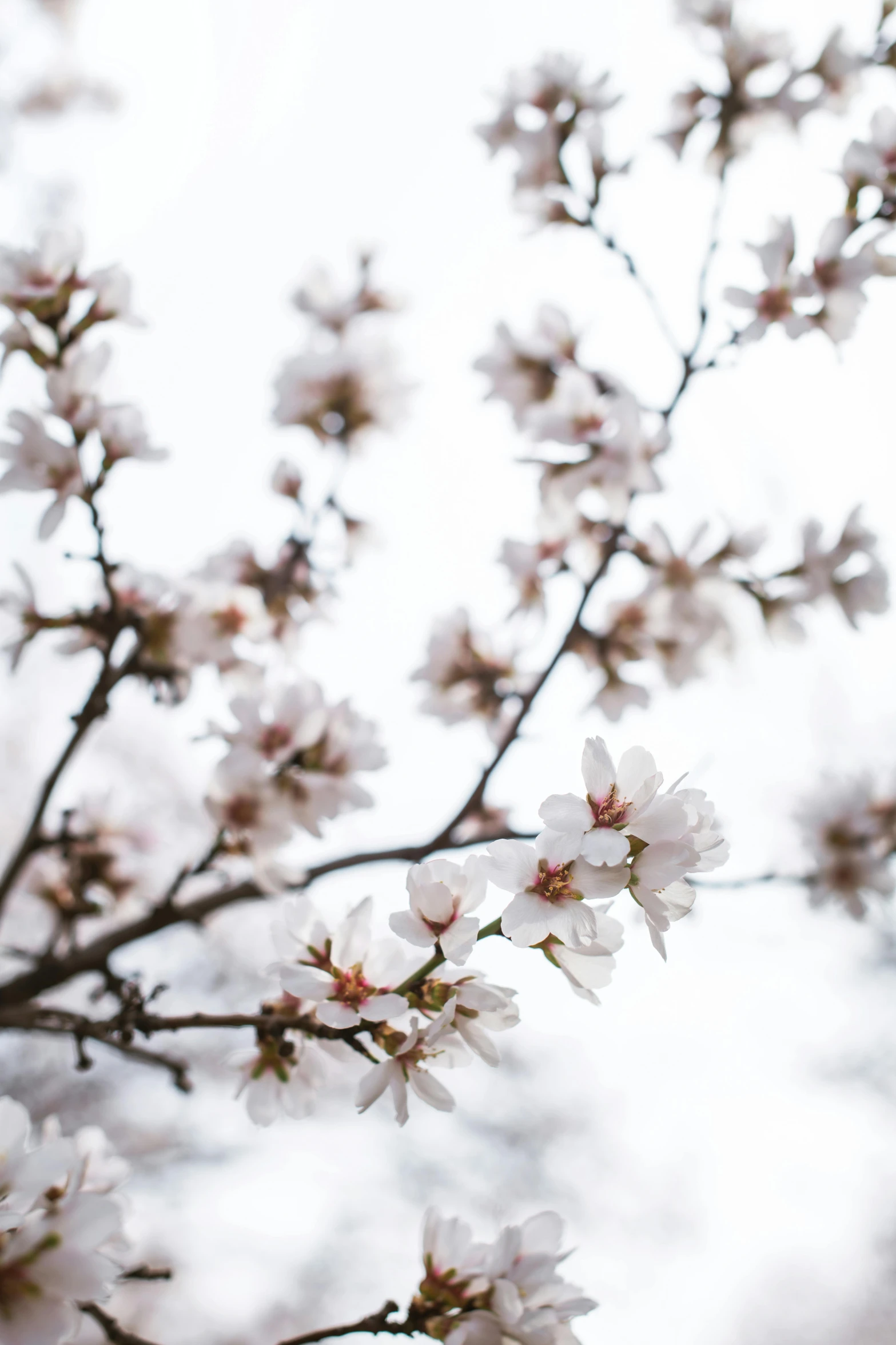 a bunch of white flowers on a tree, by Niko Henrichon, trending on unsplash, baroque, almond blossom, white sky, white and pink, 2019 trending photo