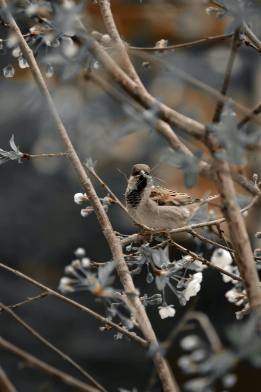 a small bird sitting on top of a tree branch, pexels contest winner, arabesque, brown flowers, faded and dusty, winter, in the middle of a small colony