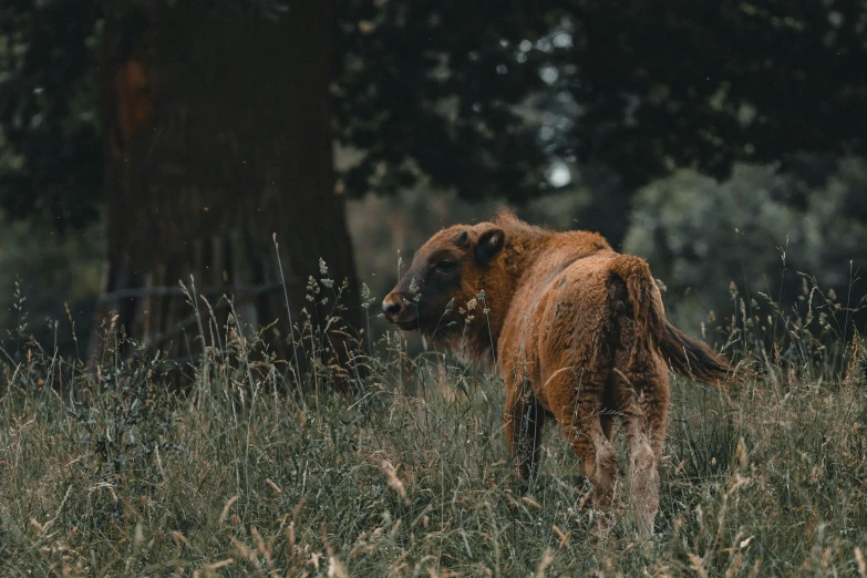 a brown cow standing on top of a lush green field, a picture, unsplash, tapir, atmospheric photo, orange fluffy belly, high quality image”