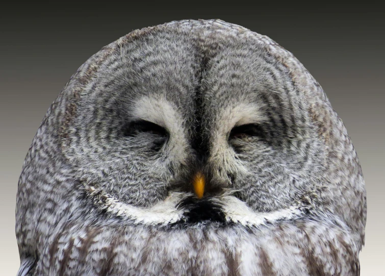 a close up of an owl with its eyes closed, by Joan Ayling, birds eye photograph, moonlight grey, medium close up portrait, classic portrait