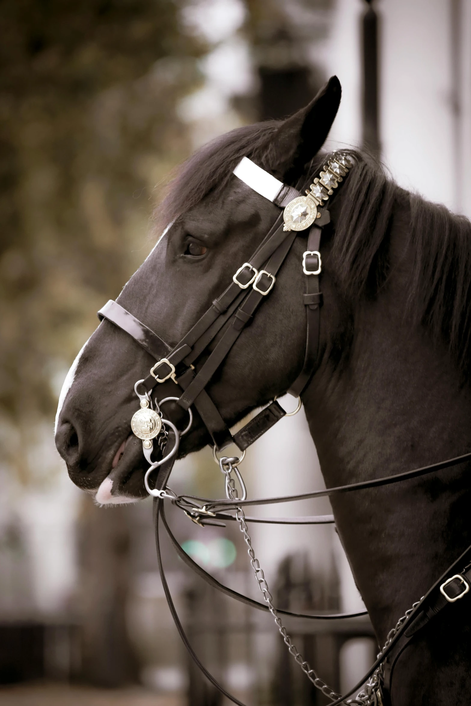 a close up of a horse wearing a bridle, inspired by Prince Hoare, trending on unsplash, baroque, black tie, carriage, rectangle, profile image