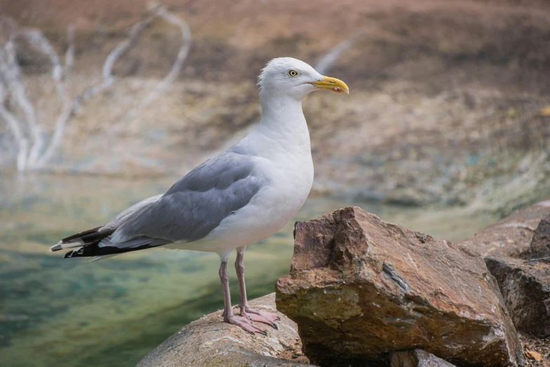 a seagull standing on a rock next to a body of water, a portrait, pexels contest winner, arabesque, 🦩🪐🐞👩🏻🦳, grey-eyed, male and female, australian