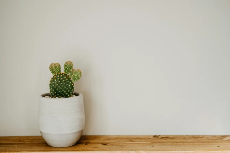 a cactus in a white pot on a wooden shelf, by Carey Morris, pexels contest winner, postminimalism, blank background, background image, from waist up, smooth solid concrete