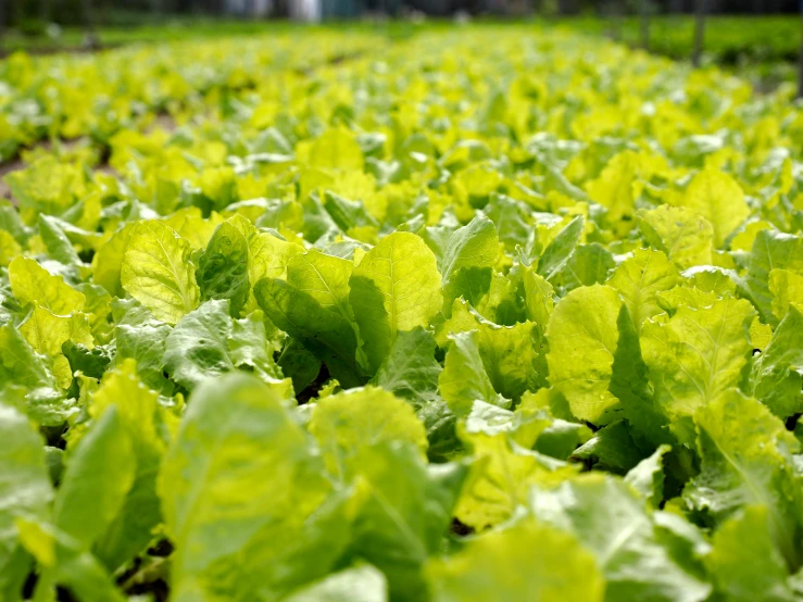 a field of lettuce on a sunny day, sabina klein, yellow and greens, ready to eat, thumbnail