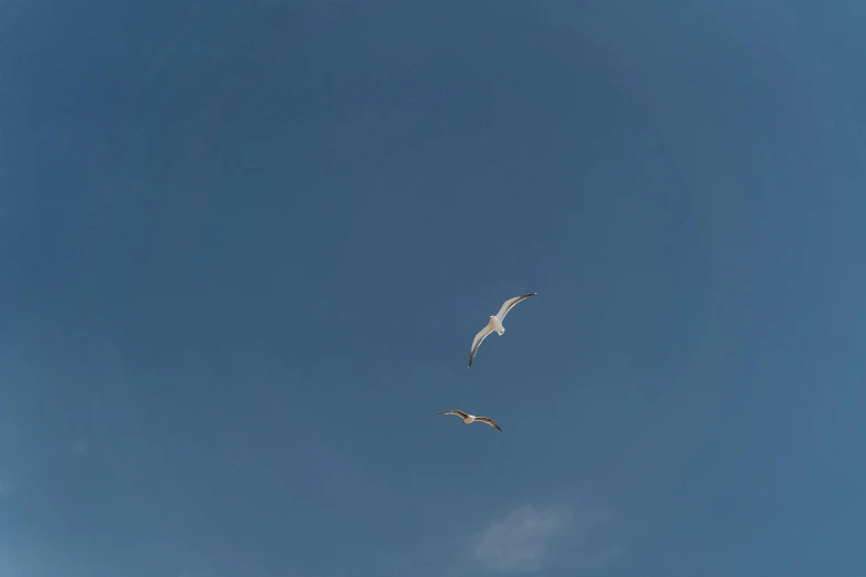 a couple of birds that are flying in the sky, by Attila Meszlenyi, unsplash, minimalism, cloudless-crear-sky, ignant, white, oceanside