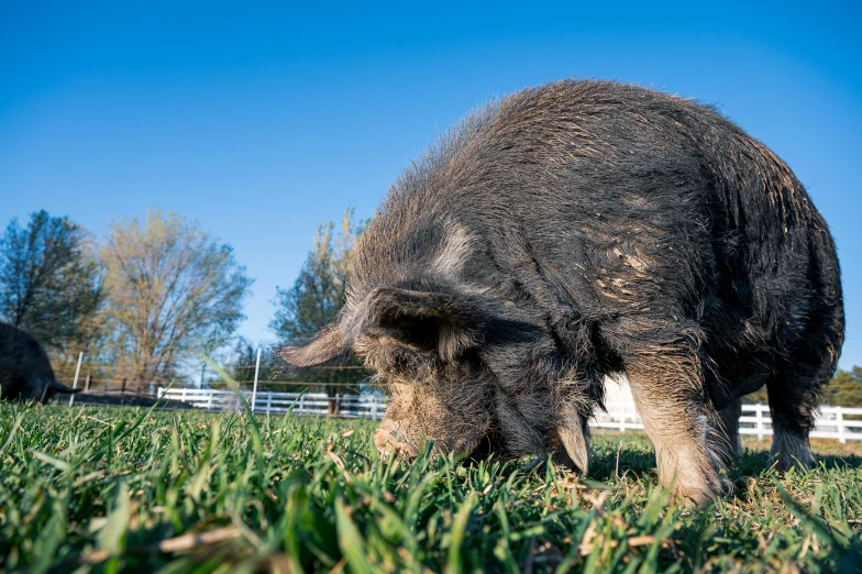 a pig standing on top of a lush green field, profile image