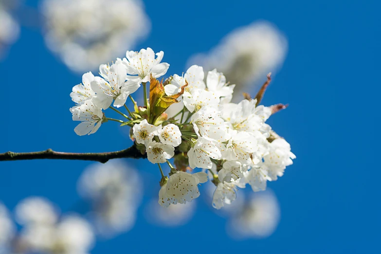 a branch with white flowers against a blue sky, by Paul Davis, pixabay, cherries, portrait mode photo, ilustration, medium close-up shot