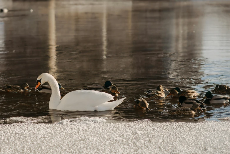 a group of ducks swimming in a body of water, holding a white duck, frozen river, swanland, fan favorite