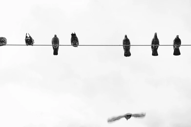 a flock of birds sitting on top of a power line, a black and white photo, by Daniel Gelon, pexels contest winner, minimalism, vultures, pigeon, street life, playful composition canon