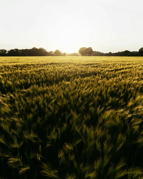 a field of wheat with the sun setting in the background, unsplash contest winner, verdant green fields, wide angle”