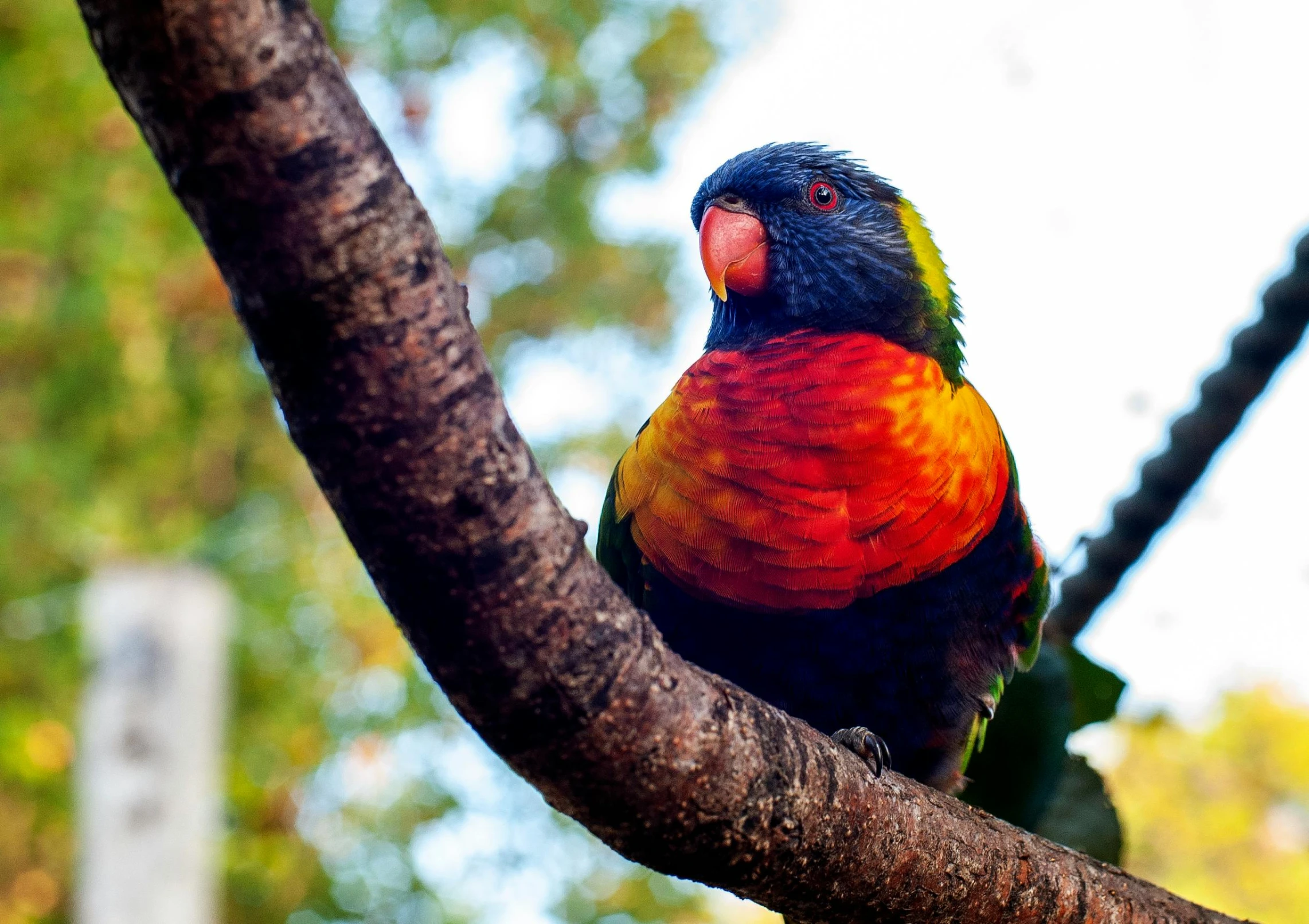 a colorful bird sitting on top of a tree branch, pexels contest winner, in australia, 🦩🪐🐞👩🏻🦳, lush paradise, rainbow wings